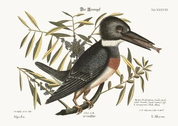 Der Eisvogel, 1749-73